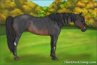 Horse Color:Brown Roan Rabicano  Brindle