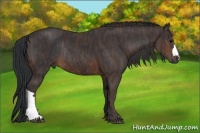 Horse Color:Brown Rabicano Brindle