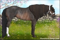 Horse Color:Brown Rabicano  Brindle
