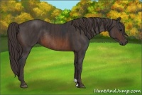 Horse Color:Brown Rabicano  Brindle