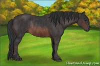 Horse Color:Brown Rabicano Brindle