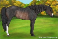 Horse Color:Brown Rabicano  Brindle