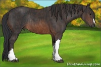 Horse Color:Brown Rabicano  Brindle