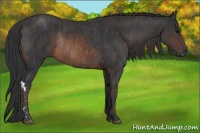 Horse Color:Brown Rabicano  Brindle