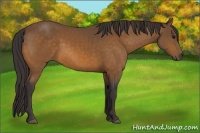 Horse Color:Buckskin 