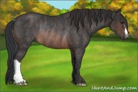 Horse Color:Brown Rabicano  Brindle