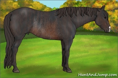 Horse Color: Brown Rabicano  Brindle