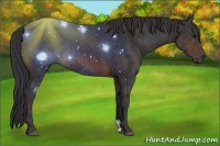 Horse Color:Brown Rabicano  Brindle