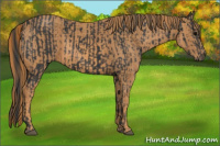 Horse Color:Brown Rabicano  Brindle