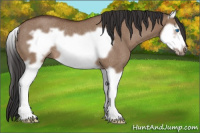 Horse Color:Bay Dun Splash Frame Rabicano 