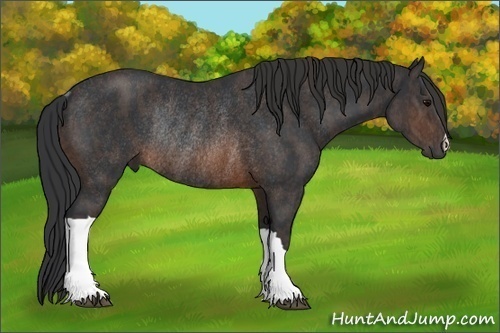 Horse Color:Brown Rabicano Brindle