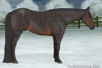 Horse Color:Brown Rabicano Brindle