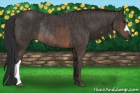 Horse Color:Brown Rabicano  Brindle