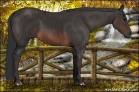 Horse Color:Brown Rabicano  Brindle