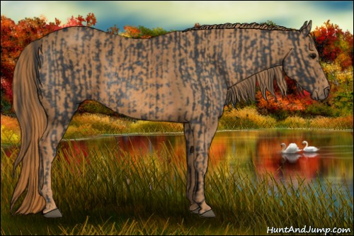 Horse Color: Brown Rabicano  Brindle