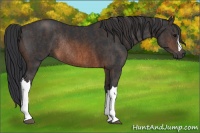 Horse Color:Brown Rabicano  Brindle