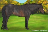Horse Color:Brown Rabicano Brindle