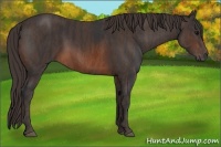 Horse Color:Brown Rabicano  Brindle
