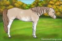 Horse Color:White Spotted Red Dun 