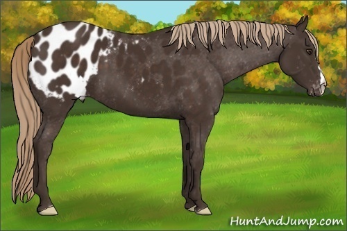 Horse Color: Liver Chestnut Blanket 
