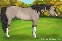 Horse Color:Brown Dun Rabicano Brindle