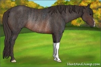 Horse Color:Brown Rabicano Brindle