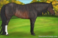 Horse Color:Brown Rabicano  Brindle