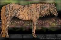 Horse Color:Brown Rabicano  Brindle