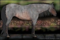 Horse Color:Brown Roan Rabicano  Brindle