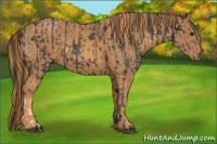 Horse Color:Brown Rabicano Brindle