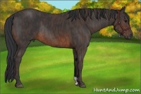 Horse Color:Brown Rabicano  Brindle