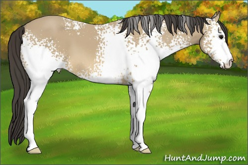 Horse Color: Unknown 