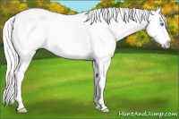 Horse Color:White Spotted Silver Perlino Appaloosa 