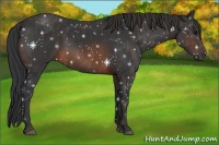 Horse Color:Brown Rabicano  Brindle