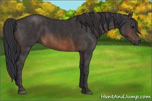 Horse Color:Brown Rabicano Brindle
