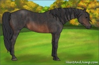 Horse Color:Brown Rabicano Brindle