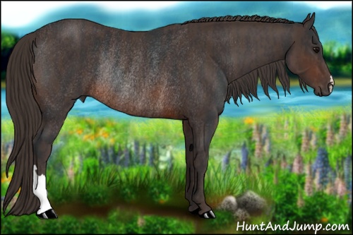Horse Color: Brown Rabicano  Brindle