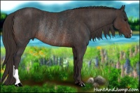 Horse Color:Brown Rabicano Brindle