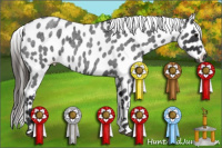 Horse Color:Brown Roan Appaloosa