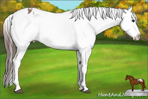 Horse Color: Bay Snowflake Varnish 