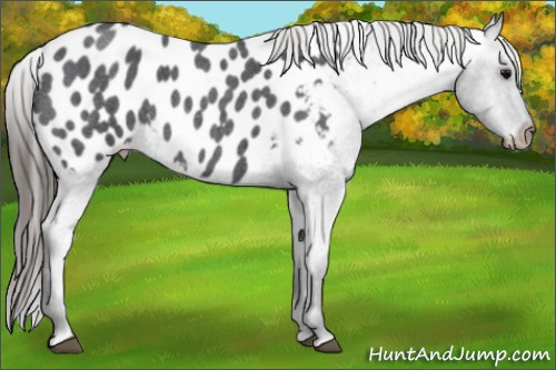 Horse Color: Brown Roan Blanket 