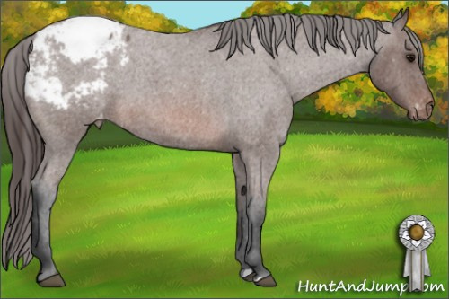 Horse Color: Brown Roan Snowcap 
