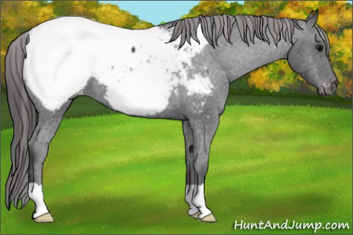 Horse Color: Blue Roan Snowcap 