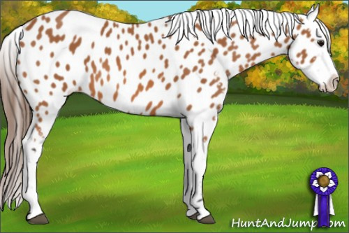 Horse Color: Bay Near Leopard 