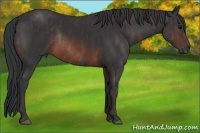 Horse Color:Brown Rabicano  Brindle