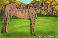 Horse Color:Brown Rabicano Brindle