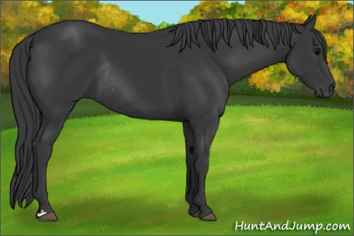 Horse Color:Brown Rabicano 