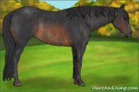 Horse Color:Brown Rabicano Brindle