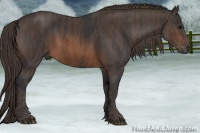 Horse Color:Brown Rabicano Brindle