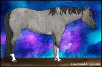 Horse Color:Grullo Roan Tobiano 